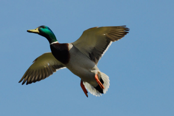 Mallard in flight